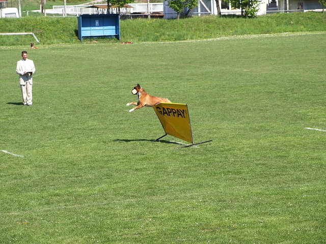 www.atibox.net * www.euroboxer.eu * www.boxergenealogia.eu